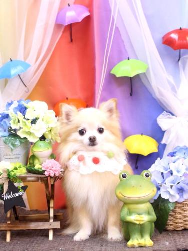 20230610小豆くん